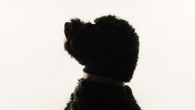 Liefde voor honden